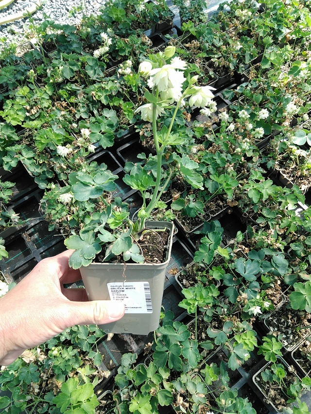 Orlíček White Barlow - 13. 5. 2025