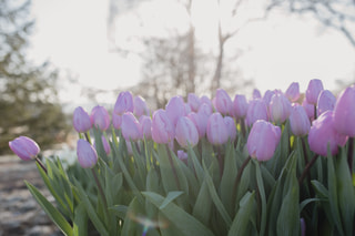 Tulipán Paradero, Loukykvět