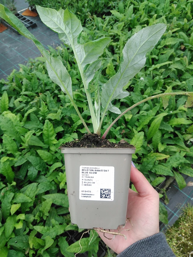 Pallo-ohdake banátský Blue Glow - 9. 6. 2025