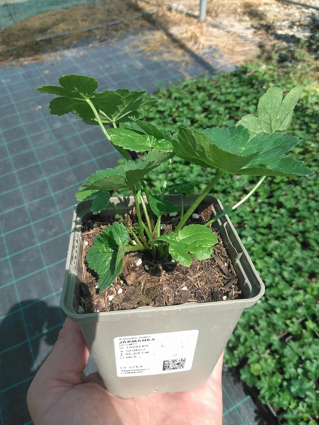 Jarmanka - 24. 6. 2025