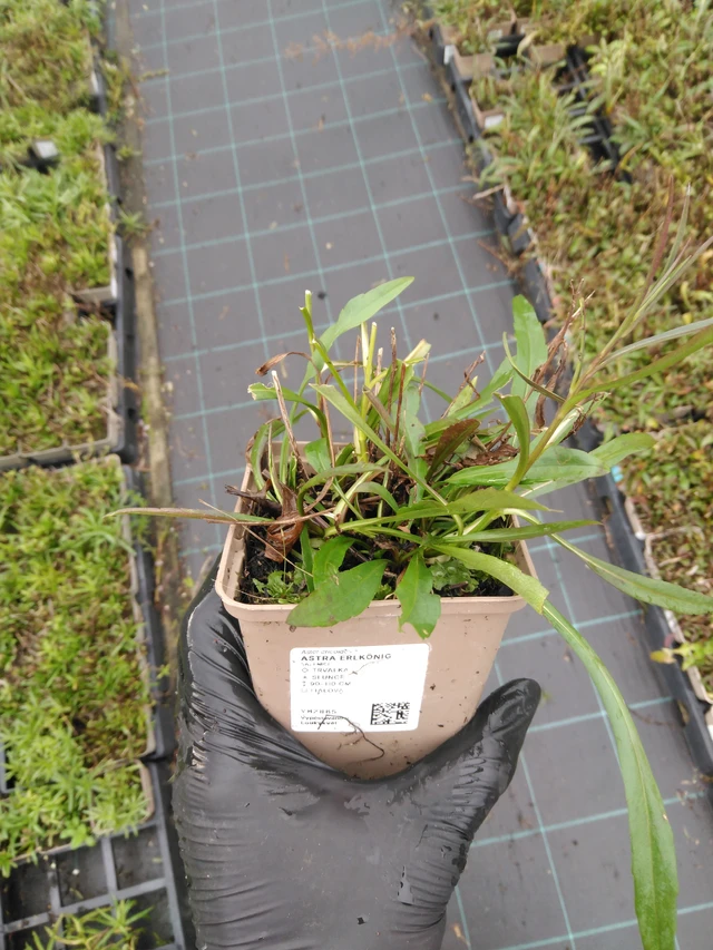 Aster Erlkönig - 23. 10. 2025