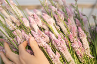 Nevadlec Flamingo Feather, Loukykvět