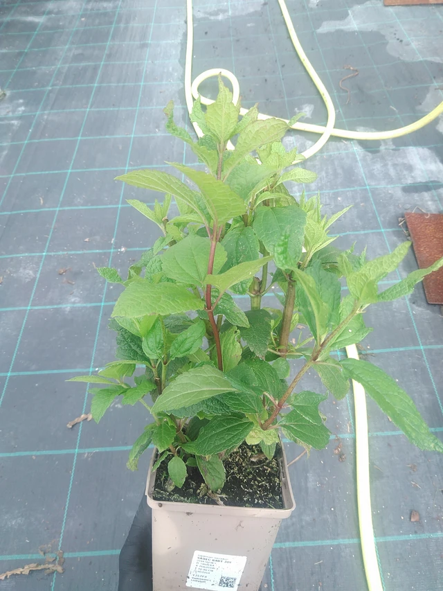 Punavirma Baby Joe - 10. 9. 2025