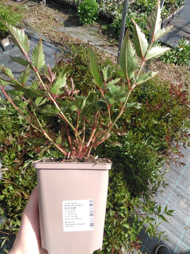 Astilbe Peach Blossom - 2024