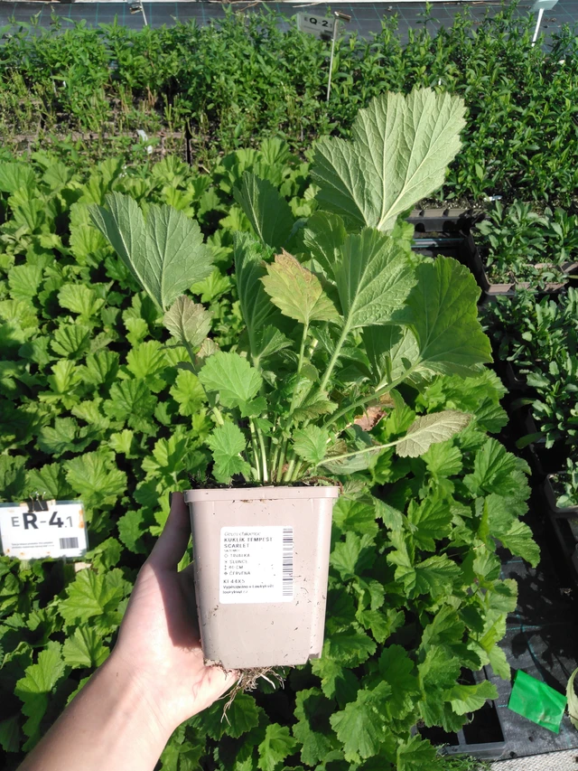 Genciana Tempest Scarlet - 2024