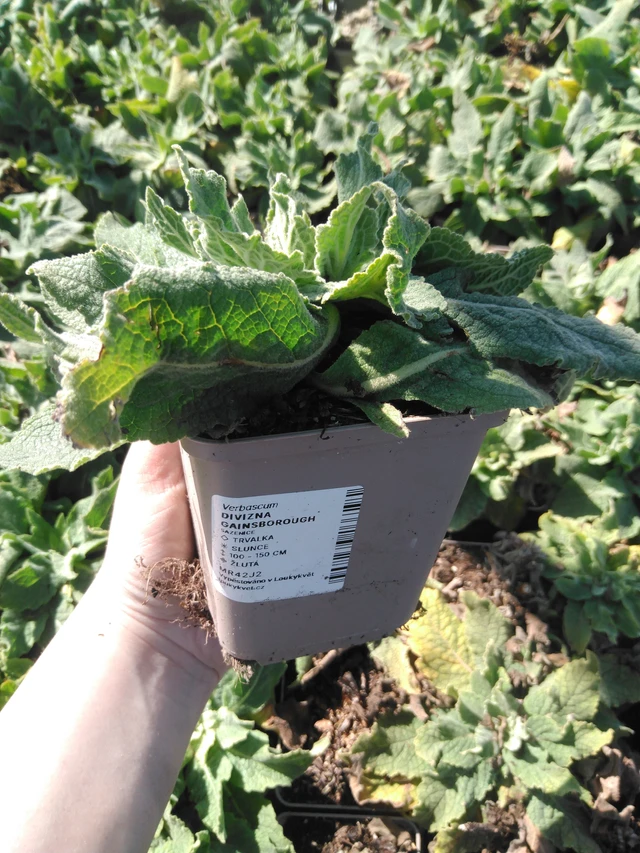 Verbasco Gainsborough - 3. 4. 2025