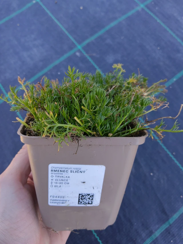 Római kamilla - 27. 3. 2026