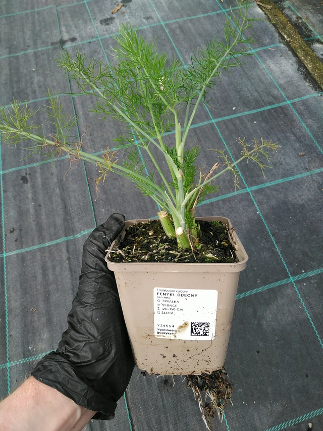 Common fennel - 10. 9. 2025