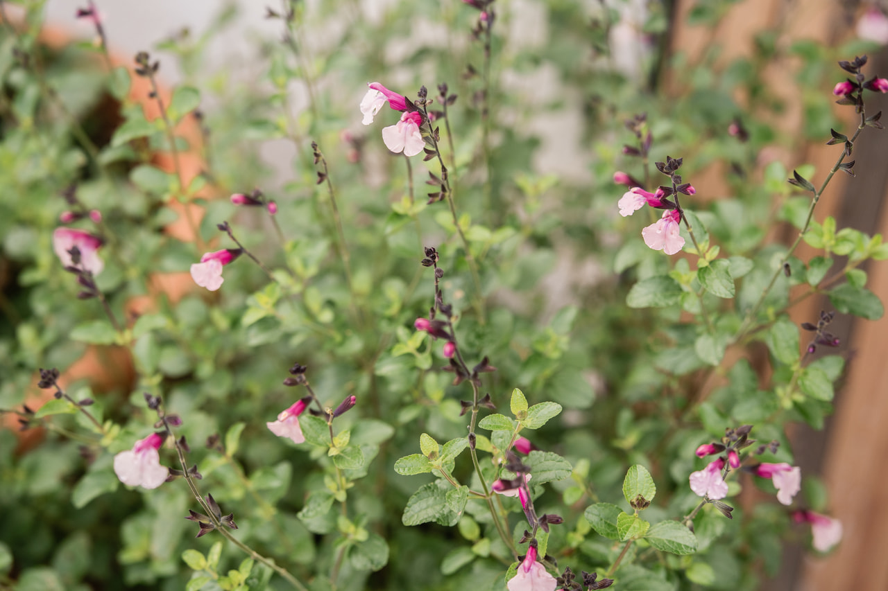 Šalvěj Dancing Dolls, Loukykvět