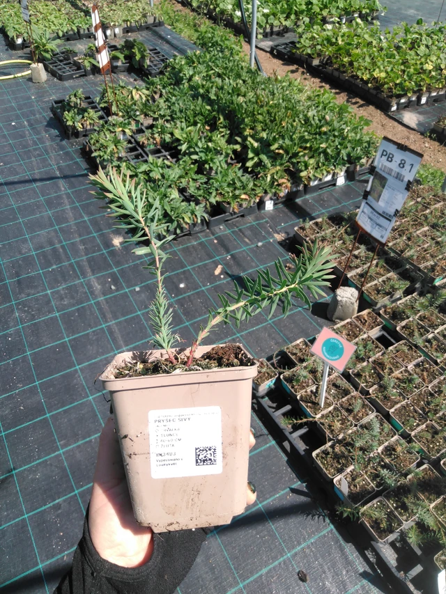 Euforbia sivý  - 13. 5. 2025