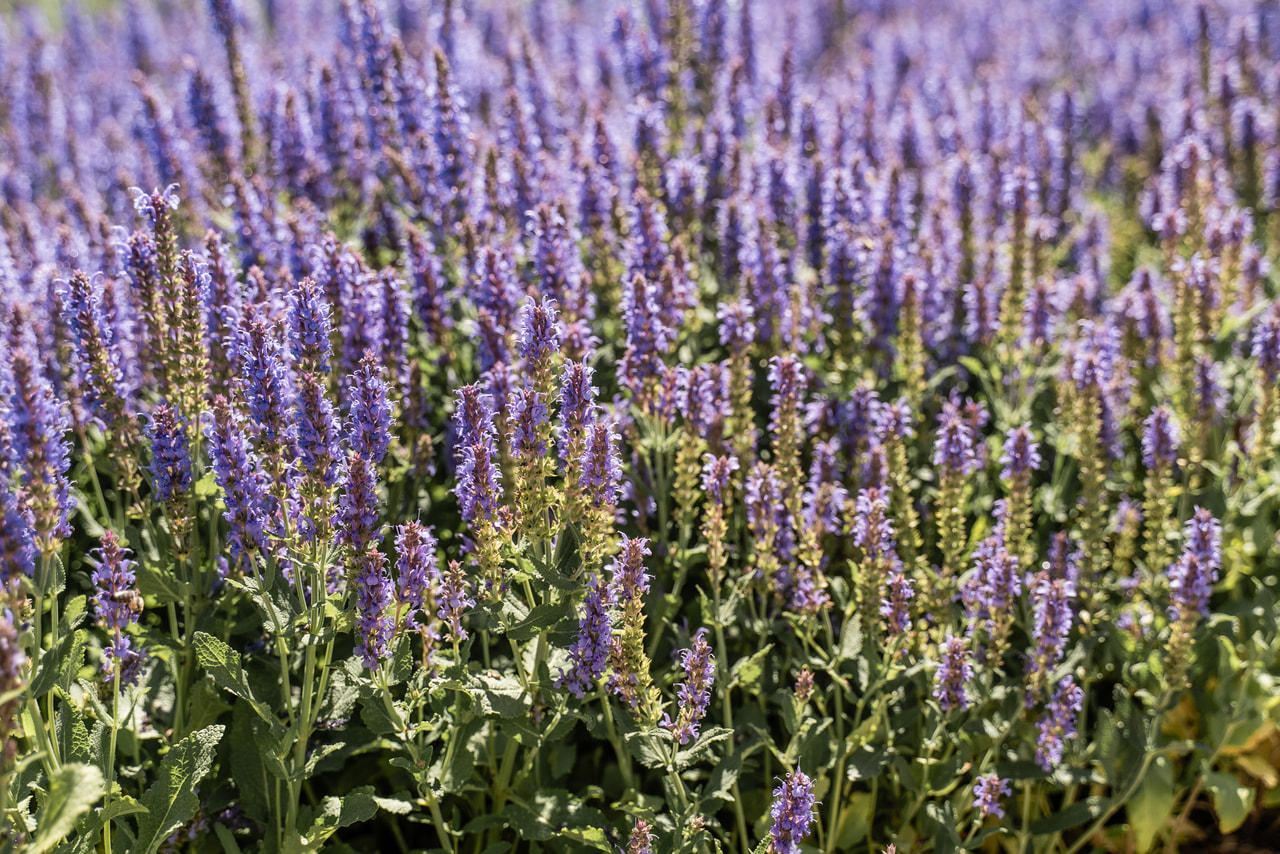 Šalvěj hajní Blauhügel, Loukykvět