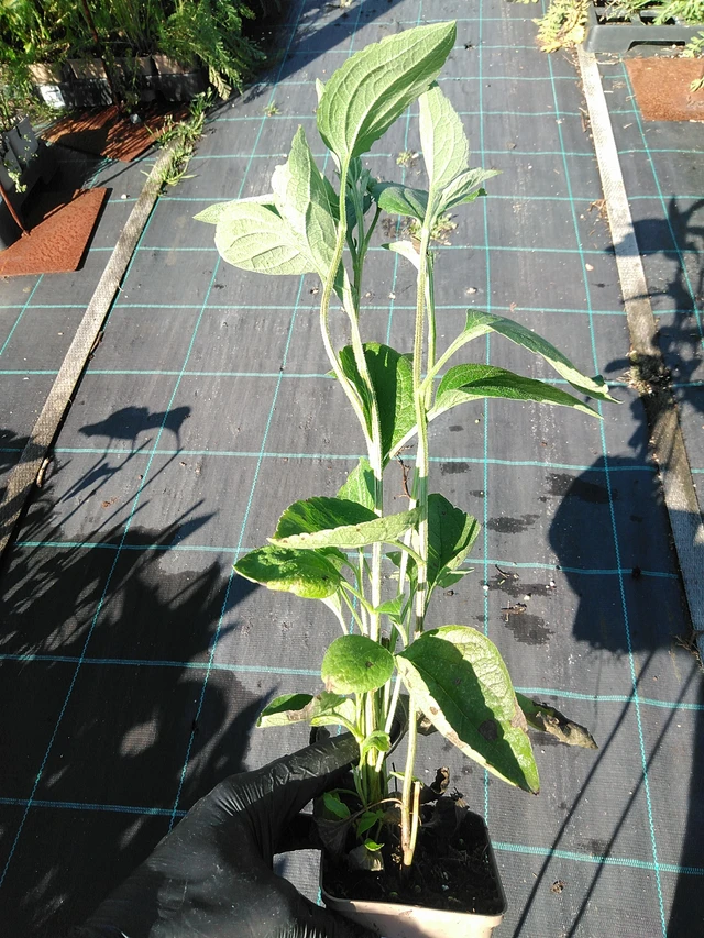 Rudbeckia Henry Eilers - 19. 8. 2025