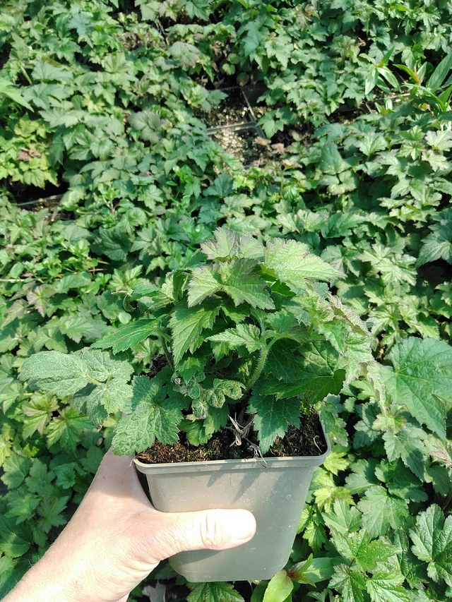 Sasanka japonská Serenade - 13. 5. 2025