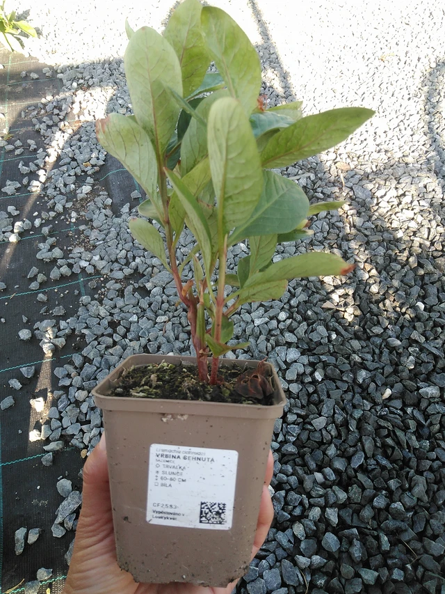 Lisimaquia curvada - 11. 9. 2025