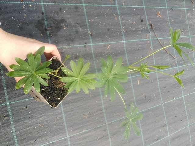 Altramuz Gallery White - 17. 7. 2025