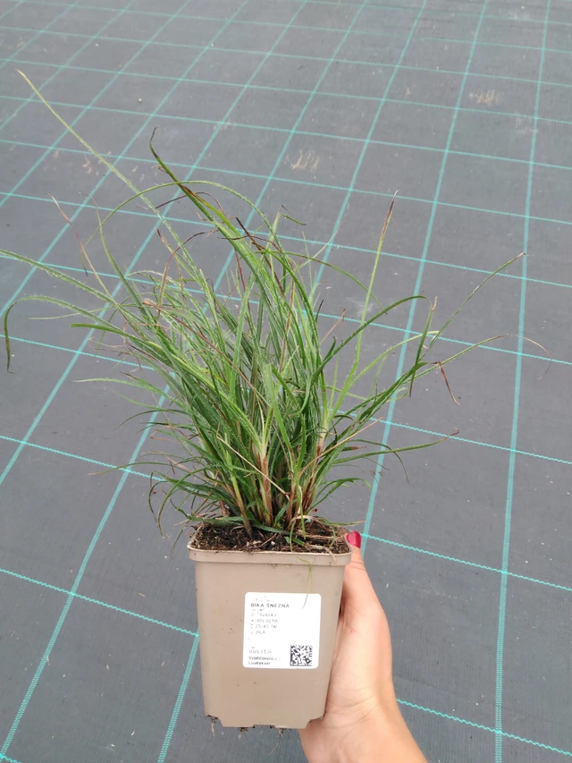 Witte veldbies - 10. 9. 2025