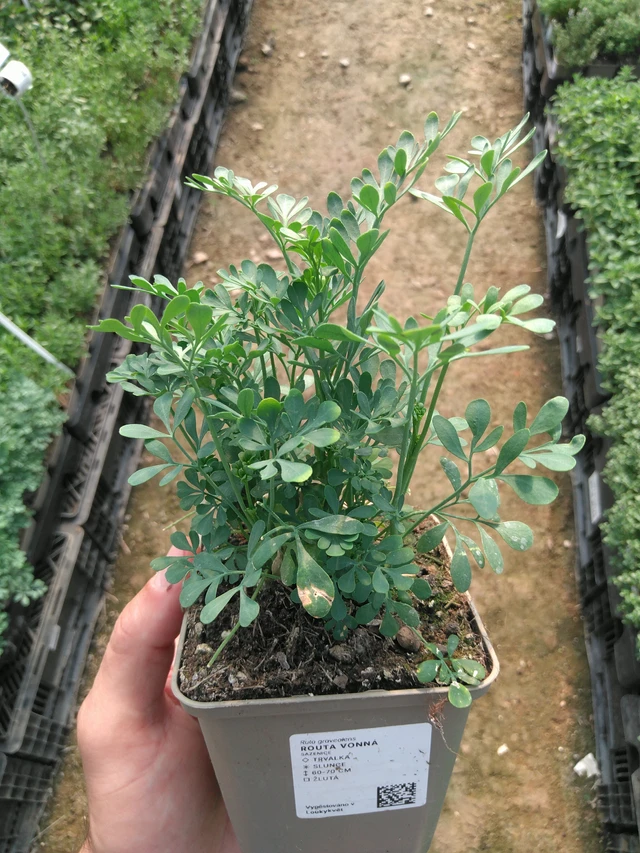 Routa vonná - 20. 6. 2025