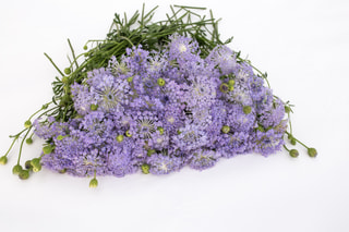 Didiscus Lavender Blue, Loukykvět