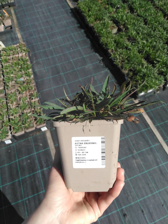 Aster Erlkönig - 3. 4. 2025