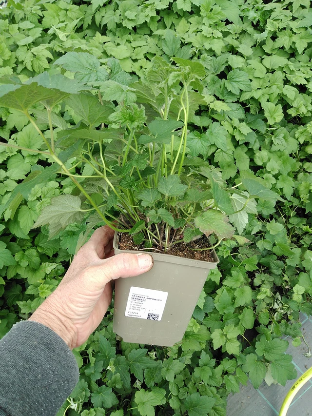 Sasanka japonská Serenade - 9. 6. 2025