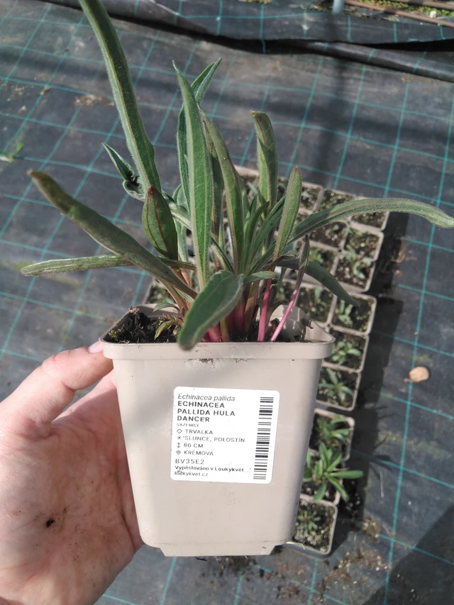 Echinacea pallida Hula Dancer - 2024