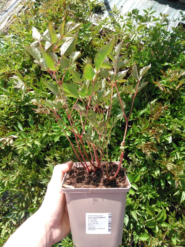 Astilbe Diamant - 2024