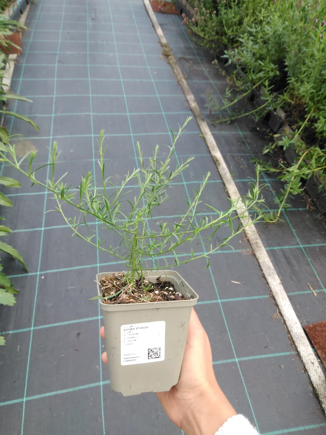 Astra pýřitá - 11. 9. 2025