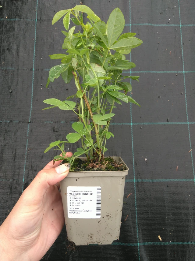 Lupine Sunrise - 11. 7. 2025