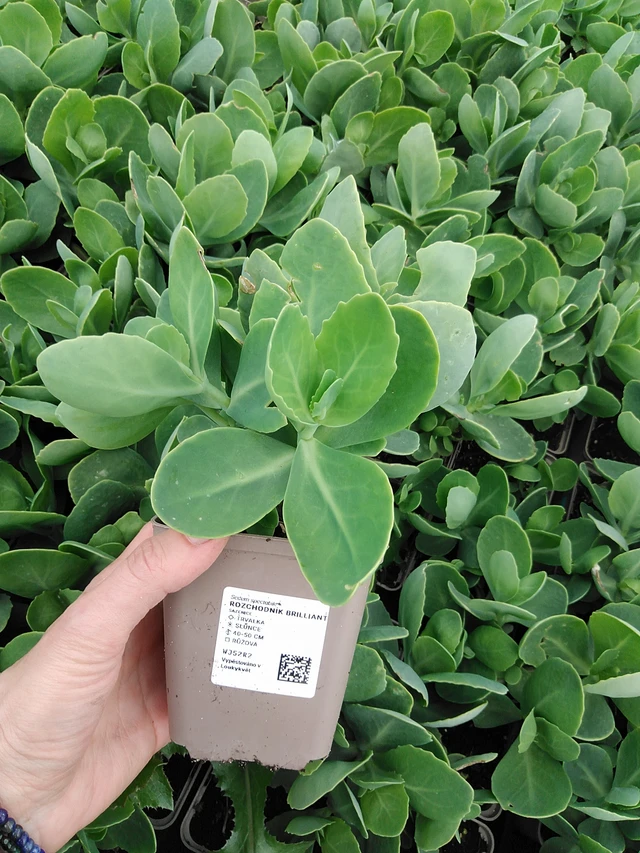 Rozchodník Brilliant - 9. 6. 2025