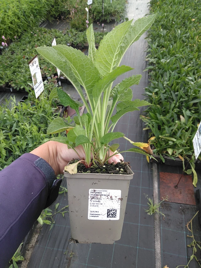 Patrinia scabiosifolia - 11. 7. 2025