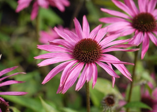 Echinacea Rubinstern, Loukykvět