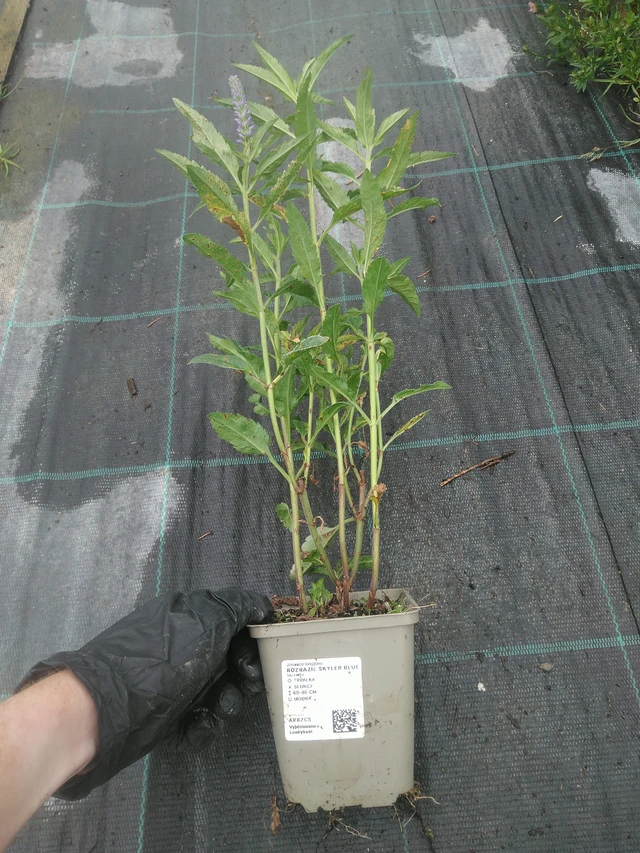 Veronica Skyler Blue - 10. 9. 2025