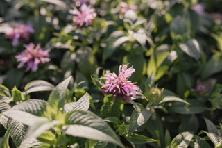 Monarda Beauty of Cobham, Loukykvět