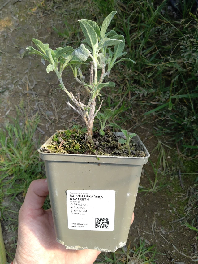 Šalvěj lékařská Nazareth - 27. 3. 2026