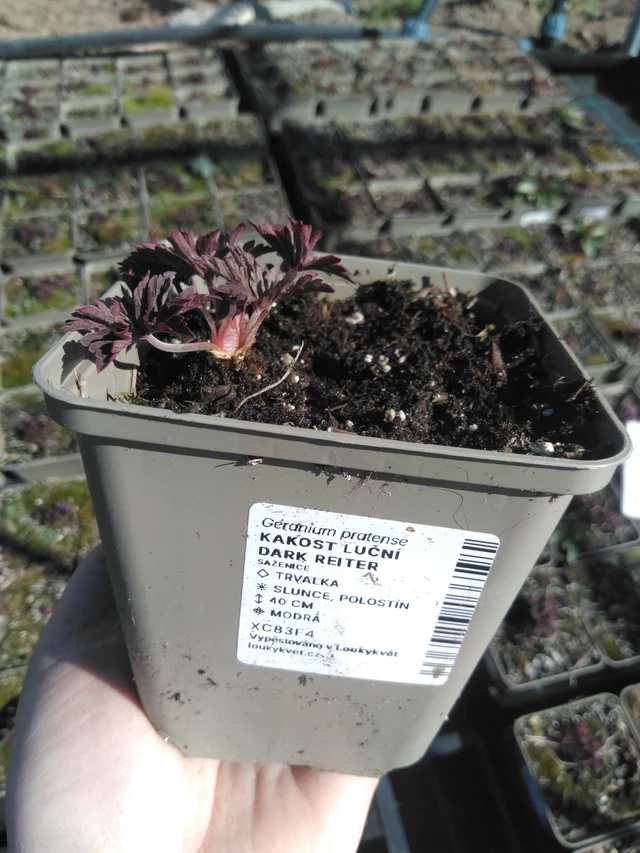 Kurjenpolvi Dark Reiter - 3. 4. 2025