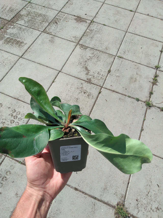 Statice Tennessee Pink - 20. 6. 2025