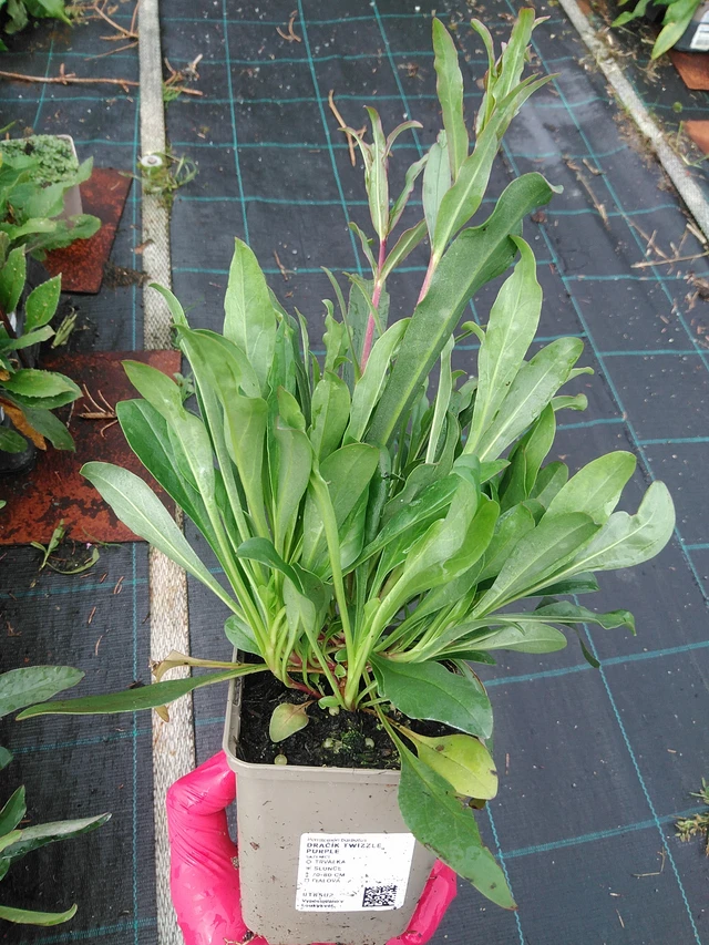 Flor de dragón Twizzle Purple - 29. 7. 2025