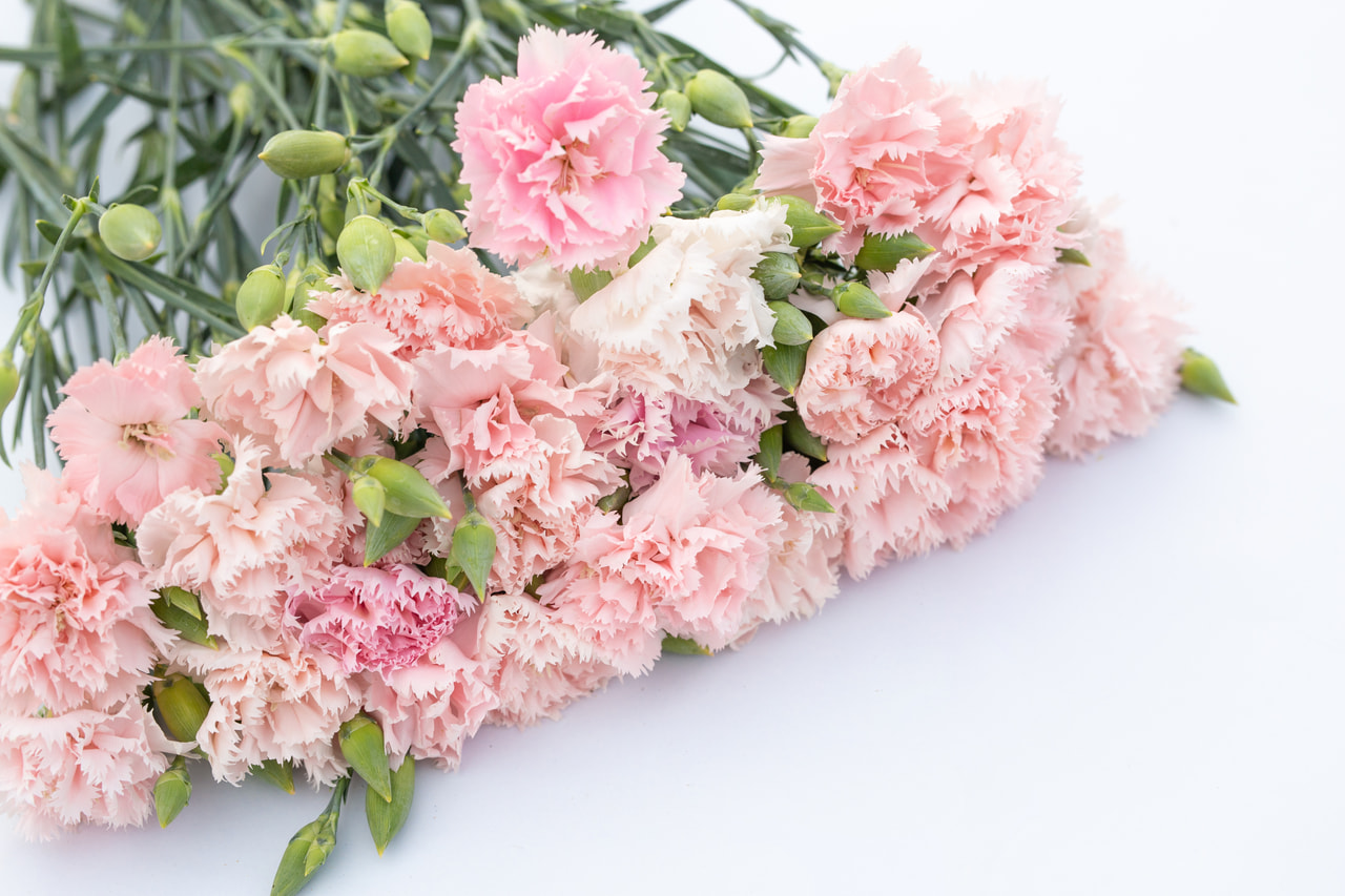 Karafiát Chabaud La France, Loukykvět