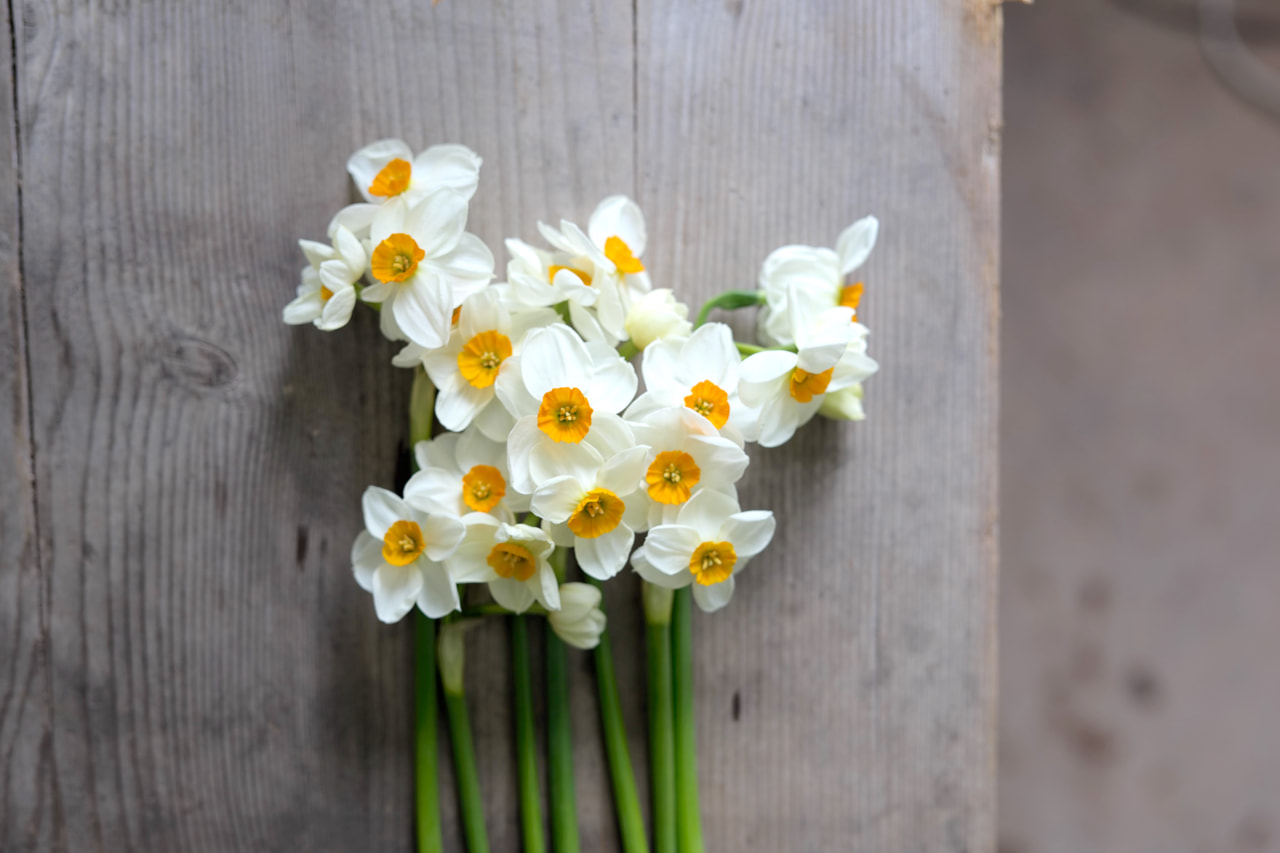 Narcis Geranium, Loukykvět