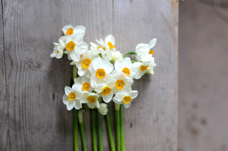 Narcis Geranium, Loukykvět