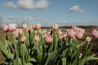 Tulipán Salmon Impression, Loukykvět