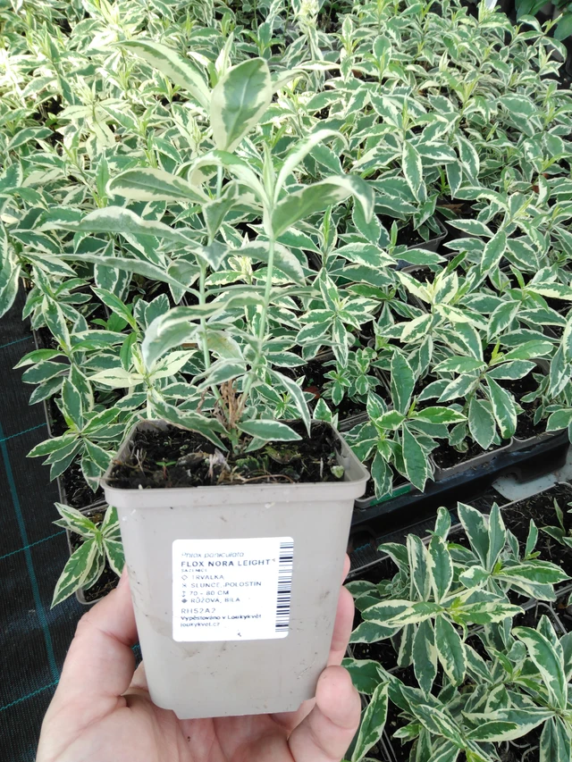 Flox Nora Leight - 2024