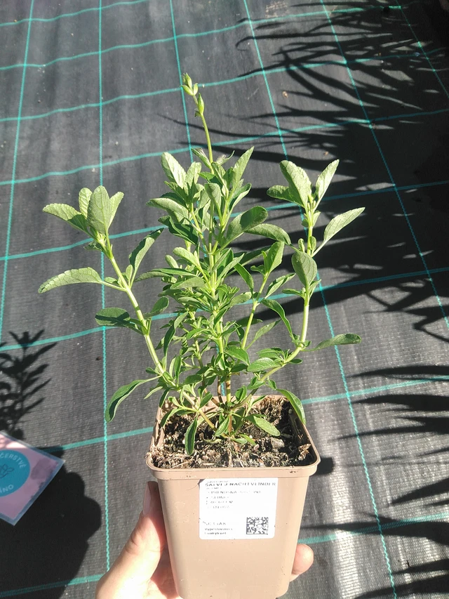 Salvia Nachtvlinder - 30. 6. 2025