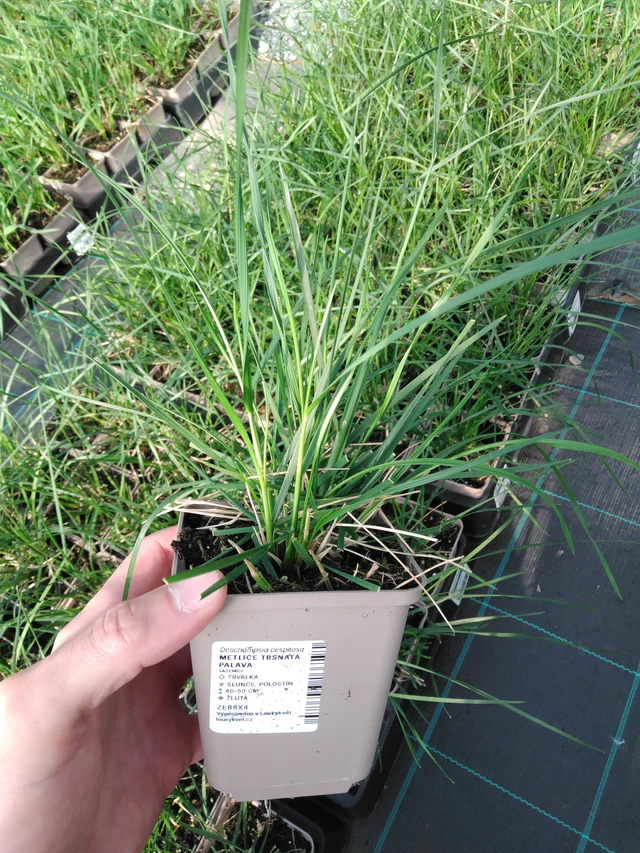 Metlice trsnatá Palava - 2024