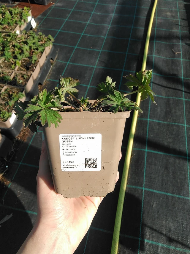 Mezei gólyaorr Rose Queen - 7. 4. 2026