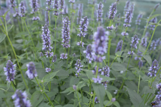 Agastache Black Adder, Loukykvět