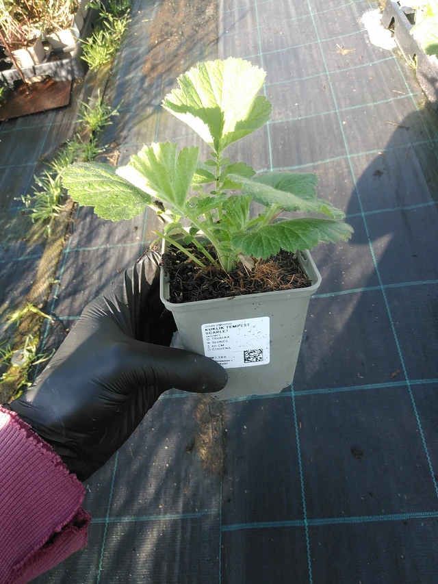 Genciana Tempest Scarlet - 1. 9. 2025