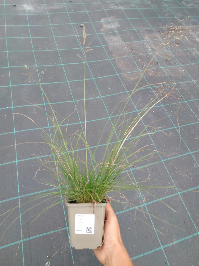 Opadavec - 10. 9. 2025