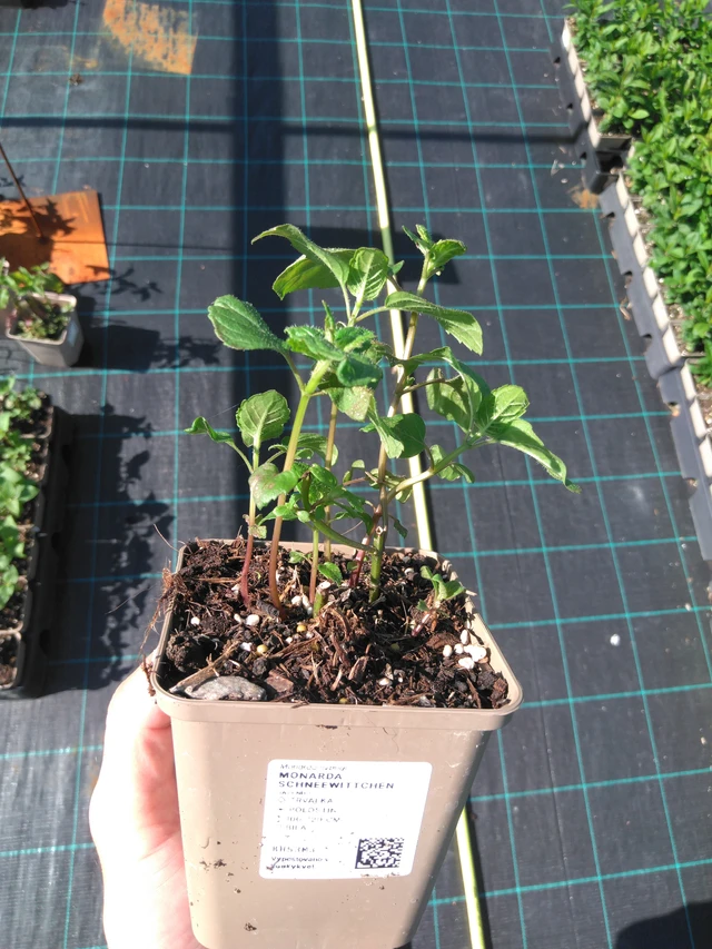 Monarda Schneewittchen - 20. 6. 2025