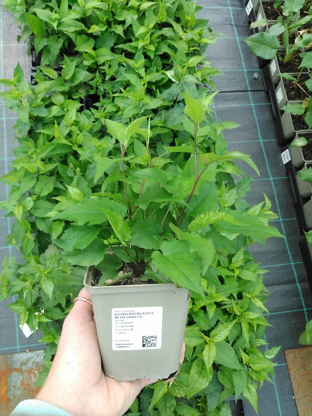 Astra rozkladitá Beth Chatto - 9. 6. 2025